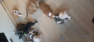 Photo №1. american staffordshire terrier - à vendre en ville de Veen | 1500€ | Annonce №143405