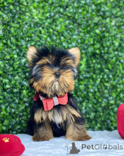 Photo №1. yorkshire terrier - à vendre en ville de Fournaise de Pennsylvanie | négocié | Annonce №149979