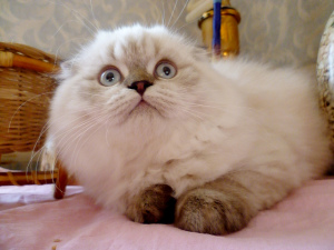 Photo №4. Je vais vendre scottish fold en ville de Chelyabinsk. annonce privée - prix - 142€