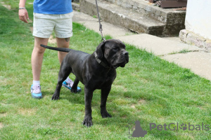 Photos supplémentaires: Mâtin sud-africain, Boerboel