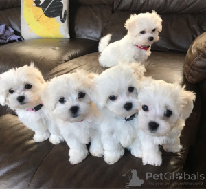 Photo №1. bichon maltais - à vendre en ville de Кайзерслаутерн | négocié | Annonce №32241