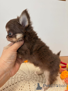 Photo №1. chihuahua - à vendre en ville de Ceske Budejovice | 250€ | Annonce №173764