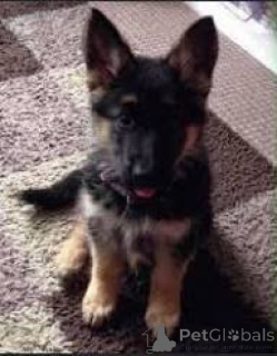 Photo №1. berger allemand - à vendre en ville de Lisbonne | 1000€ | Annonce №165943