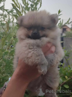 Photo №3. beaux chiots poméraniens. Serbie