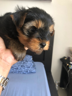 Photo №1. yorkshire terrier - à vendre en ville de Tel Aviv | Négocié | Annonce №3361