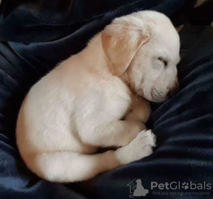 Photo №3. UN CHIOT LABRADOR DORÉ. France