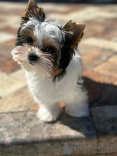 Photo №2 de l'annonce № 160548 de la vente yorkshire terrier - acheter à France 