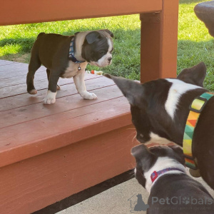 Photo №3. Chiots Boston Terrier.. La Grande-Bretagne