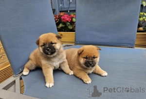 Photo №1. shiba - à vendre en ville de Bruxelles | 250€ | Annonce №156455