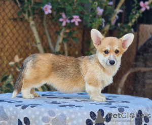 Photo №1. welsh corgi - à vendre en ville de Bačka Topola | négocié | Annonce №118255