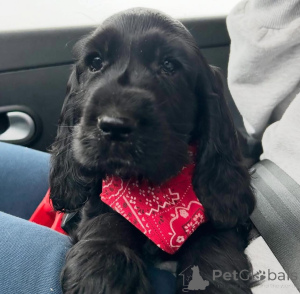 Photo №1. cocker spaniel anglais - à vendre en ville de Varsovie | négocié | Annonce №164771