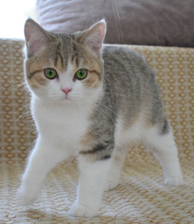 Photo №4. Je vais vendre scottish straight en ville de Ufa. de la fourrière - prix - 358€