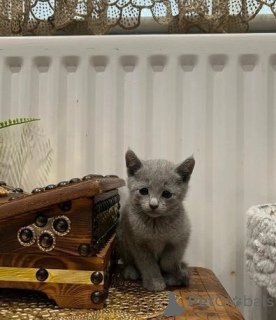 Photo №1. ragdoll - à vendre en ville de Berlin | 350€ | Annonce № 135963