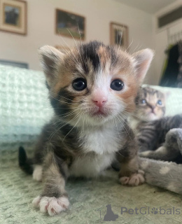 Photo №1. munchkin - à vendre en ville de Hambourg | 350€ | Annonce № 149162