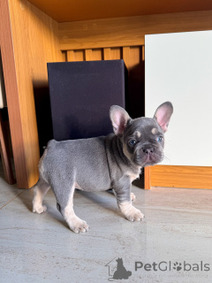Photo №1. bouledogue - à vendre en ville de Düsseldorf | négocié | Annonce №157994