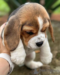 Photo №4. Je vais vendre beagle en ville de Bonn. annonce privée - prix - 360€