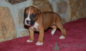 Photo №1. boxer - à vendre en ville de Digheräs | négocié | Annonce №170357