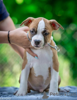 Photo №4. Je vais vendre staffordshire bull terrier en ville de Zagreb.  - prix - négocié