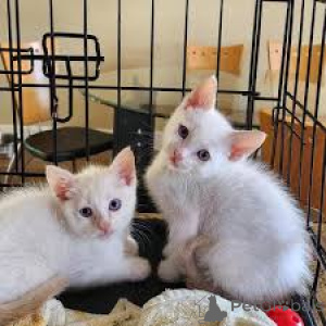 Photo №2 de l'annonce № 162801 de la vente siamois - acheter à Pays Bas annonce privée, éleveur