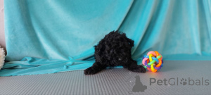 Photo №1. caniche (jouet) - à vendre en ville de Helsinki | 500€ | Annonce №164028