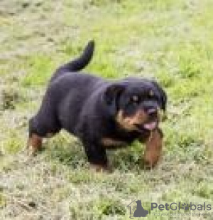 Photo №1. rottweiler - à vendre en ville de Lisbon | 237€ | Annonce №117807