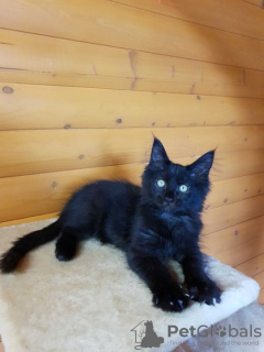 Photo №2 de l'annonce № 13985 de la vente maine coon - acheter à Ukraine de la fourrière