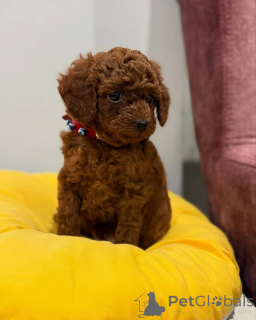 Photo №1. caniche (jouet) - à vendre en ville de Québec | négocié | Annonce №160555