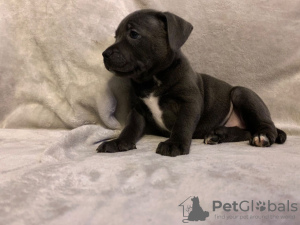 Photo №2 de l'annonce № 31235 de la vente american staffordshire terrier - acheter à Pologne annonce privée