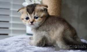 Photo №3. Munchkin-Kätzchen. Allemagne