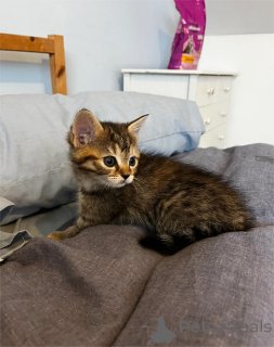 Photo №2 de l'annonce № 151656 de la vente chat de gouttière - acheter à Allemagne 