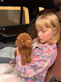 Photo №1. caniche royale - à vendre en ville de Las Vegas | négocié | Annonce №154263