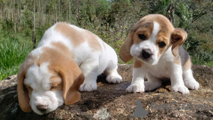 Photo №2 de l'annonce № 119519 de la vente beagle - acheter à Allemagne annonce privée