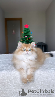 Photo №2 de l'annonce № 85491 de la vente british shorthair - acheter à Turquie annonce privée