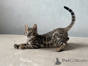 Photo №2 de l'annonce № 125042 de la vente bengal - acheter à USA annonce privée, de la fourrière, éleveur