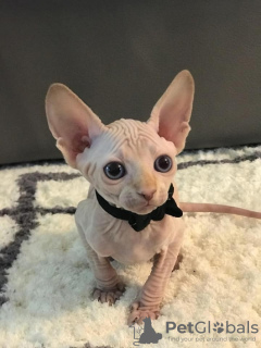 Photo №1. sphynx - à vendre en ville de Ливерпуль | 250€ | Annonce № 123517