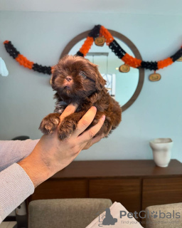 Photo №2 de l'annonce № 124131 de la vente shih tzu - acheter à USA 