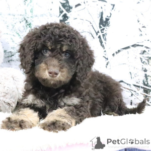 Photo №2 de l'annonce № 160903 de la vente golden retriever - acheter à La Grande-Bretagne annonce privée