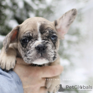 Photo №1. bouledogue - à vendre en ville de Амстердам | 962€ | Annonce №32306