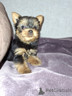 Photo №2 de l'annonce № 165362 de la vente biewer yorkshire terrier, yorkshire terrier - acheter à Lituanie annonce privée, de la fourrière, éleveur