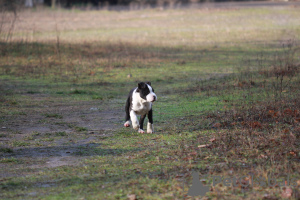 Photo №3. American Staffordshire Terrier. Serbie