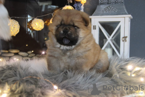 Photo №2 de l'annonce № 30303 de la vente chow-chow - acheter à Pologne éleveur