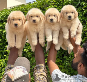 Photo №1. golden retriever - à vendre en ville de Helsinki | négocié | Annonce №118947