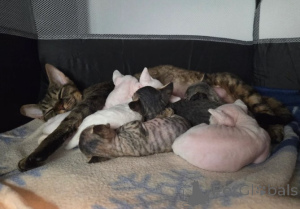 Photo №1. devon rex - à vendre en ville de Berlingen | 900€ | Annonce № 160324