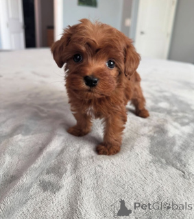 Photo №3. Dean Janet Kay Puppies House. USA