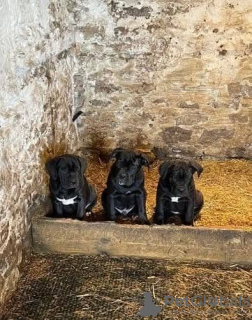 Photo №2 de l'annonce № 131707 de la vente cane corso - acheter à Australie 