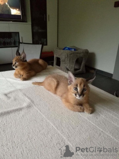 Photo №3. chatons caracal et caracat disponibles. USA