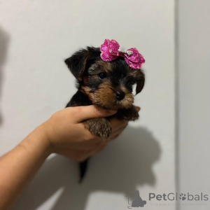 Photo №3. Adorable chiot Yorkshire Terrier (Yorkie) disponible à l'adoption !. République Tchèque