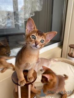 Photo №3. Girl de chaton abyssinien - fusée, couleur rudy d'une pépinière avec des. Fédération de Russie