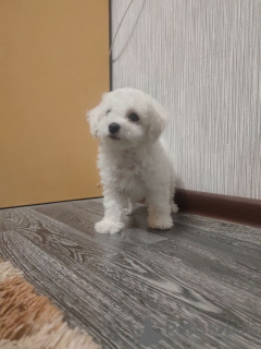 Photo №1. bichon à poil frisé - à vendre en ville de Zhodino | 265€ | Annonce №10951