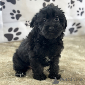 Photo №1. yorkshire terrier - à vendre en ville de New york | 484€ | Annonce №167064